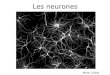 Les neurones