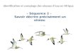 – Séquence 2 –   Savoir décrire précisément un oiseau  Afrique sahélienne