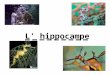 L’ hippocampe