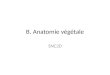 B. Anatomie végétale