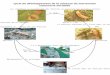 Cycle de développement de la mineuse du marronnier Cameraria ohridella