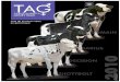 TAG Liste des taureaux Holstein élites en génomique - USA