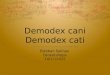 Demodex Canis y Cati