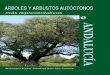 Arboles y Arbustos Autoctonos Mas Representativos de Andalucia