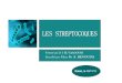 Streptocoques Cours