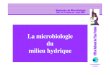 La Microbiologie Des Milieux Hydriques Par Melle BENABDALLAH 1