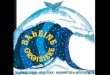 Baleine Croisière - Billenbois