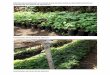 PhotosProjet reforestation du Perimetre pastoral de Diafouna