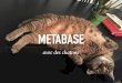 Metabase avec des chatons