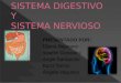 Sistema Digestivo y Nervioso