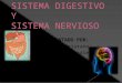 Sistema digestivo-y-nervioso