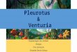 Pleurotus y Venturia