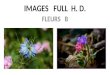 Images fleurs b full h.d