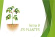 1r ESO - Biologia i Geologia - Tema 09 - Les Plantes
