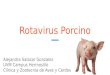 Rotavirus porcino