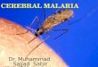 Cerebral malaria  lec