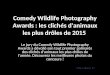 Comedy wildlife photography_awards