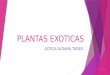 Plantas exoticas2  examen lulu