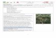 Fiche présentation arbre Aleurites moluccana Invasif ... · PDF fileNom s commerciaux : Candlenut, Candleberry, india n wallnut, Kemiri, Varnish tree , Nu ez de la Ind ia, Buah keras