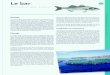 Dicentrarchus labrax - ec.  · PDF filesemble de la Méditerranée, de la mer Noire et de l’océan Atlantique du Nord-Est, ... Les jeunes poissons sont grégaires, en particu