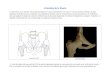Articulation de la Hanche - · PDF fileArticulation de la Hanche L’articulation de la hanche relie la tête du fémur à la cavité cotyloïde de l’os coxal. C’est une jointure