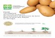 FiChe de bonnes pratiques de production de pommes de …paden-senegal.org/IMG/pdf/fiche_technique_bp_pdt-v_finale.pdf · Baraka, Désirée, Famosa, Spunta, Diamant, Claustar, Sahel,