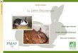 L’élevage standard des lapins - WELFARM · PDF fileProphylaxie et soins Transport vers abattoir Abattage Le lapin biologique - ... affouragement en vert ou en sec. 60 % de la matière