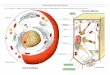 ULTRASTRUCTURE DE LA CELLULE - …beaussier.mayans.free.fr/IMG/pdf/cell_TP2_aide_cellules_3D.pdf · l’échelle de la cellule : les organites dont certaines sont spécifiques à