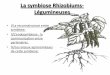 La symbiose Rizobum-Légumineuse · PDF fileLa symbiose Rhizobiums-Légumineuses • I/La reconnaissance entre symbiote: • II/L’endosymbiose : la communication entre partenaires