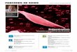 Drépanocytose - FMDT SOS Globi – Fédération Française des associations de ...sosglobi.fr/wp-content/uploads/2016/06/CM4-Dossier-B… ·  · 2016-06-27La prise en charge précoce