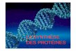 LA SYNTHÈSE DES PROTÉINES - Lycée de la Mer et du ... de la synthèse: • Chez E. coli ~ 5 AA / s • Chez eucaryotes ~ 16 AA / s Tous les ARNm se terminent par le codon (triplet