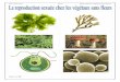Cours SVT Inter TC Sc Reproduction végétaux sans fleurs · transmission de l’information génétique se fait par des processus autre que la mitose, la . Cours SVT Inter TC Sc