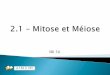 2.2 – Mitose et Méiose - sjeaurond.weebly.comsjeaurond.weebly.com/uploads/2/4/4/1/24417072/2.1_-_mitose_et... · génétique se réplique et se divise en 2 ... Donc, on produit
