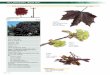 Acer platanoides ‘Royal Red’ - Ville de Boisbriand · ‘Crimson King ’ Feuilles : 5 