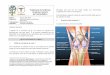 Traitement de l’arthrose du genou (varum) Persomed …genou.net/new/MEDIAS/Dossiers/82/OTV.pdf · sur les endroits abîmés et douloureux tout en faisant plus ... problèmes au