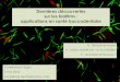 Dernières découvertes sur les biofilms : applications … · Simulation de la croissance de biofilms bi-bactériens 1- Modèle d’indépendance-> pas de substrat commun pour les