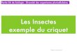 Les Insectes exemple du criquet - ekladata.comekladata.com/bcpst1rostand.eklablog.fr/perso/Travaux-pratiques/... · Morphologie d’un insecte 3. La cuticule des Insectes Reconstitution