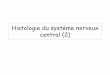 Histologie du système nerveux centrallqvds.free.fr/roneo/ressources/2e semestre/MI3/Rouleau... · 2011-02-22 · ouverture dans CA des 2 extrémités ... meninges. Cellule aplatie