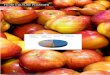 AIRE DE CULTURE - cmgp.com · L’aire géographique de production des pommes comprend 16 communes rurales relevant de la province de Midelt : - La province d’Ifrane au nord. -