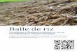 Balle de riz - Association le village à cavaillon · Le Centre Français du Riz a pour mission de donner aux riziculteurs les moyens de poduie un iz de ualité, à coût compétitif,