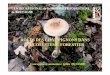 Rôles des champignons dans l'écosystème forestier.ppt) · champignons comestibles que rec èlent les sous -bois. Sans omettre d ’é voquer cet aspect socio -économique ... toxiques