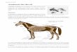 Anatomie du cheval - Documents pour le …€¦ · Le cheval dispose de 469 muscles qui représentent environ la moitié de son poids[4]. Les muscles sont constitués d'un ensemble
