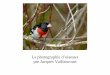 La photographie d’oiseaux par Jacques Vaillancourt · Mise au point : S AF ponctuel oiseaux fixes L'appareil effectue la mise au point lorsque vous appuyez à mi-course sur le déclencheur