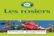 G A G EME N E T C ON S E I L Les rosiersfermes-et-jardins.re/sites/default/files/les_rosiers.pdf · massifs hauts et des fleurs coupées. ... remontantes ou non remontantes, ... développement