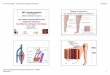DIU d’échographie Rappel anatomique: module vasculaire …ultrasonographie-vasculaire.edu.umontpellier.fr/files/2012/08/GB... · module vasculaire DESC de médecine vasculaire