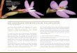 Des stratégies inhabituelles De pollinisation · La fleur d’une petite Orchidée australienne, Paracaleana minor, ... la même plante. ... produira les spermatozoïdes. Ils féconderont