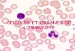 Cellules et organes de CELLULES ET ORGANES DE l … · LES ORGANES LYMPHOÏDES Anneau de Waldeyer : Ganglions lymphatiques Amygdales Végétations Thymus Moelle osseuse Ganglions