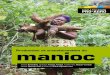 Production et transformation du manioc - CTA Publishing · Exigeant en matière d’ensoleillement, le manioc préfère un climat chaud et humide et tolère les longues saisons sèches