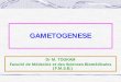 Dr M. TOUKAM Faculté de Médecine et des Sciences ... · I - Généralités Gamétogenèse = processus de formation des gamètes Testicules chez l’homme Site →Gonades Ovaires