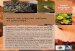 Murs de pierres sèches et pierriers - biodivine.eu · gestion écologique d’un vignoble en particulier. ... des publics adultes et scolaires à l’oiseau et à son environnement